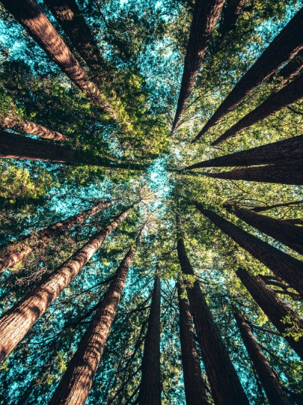 About Us Trees 02